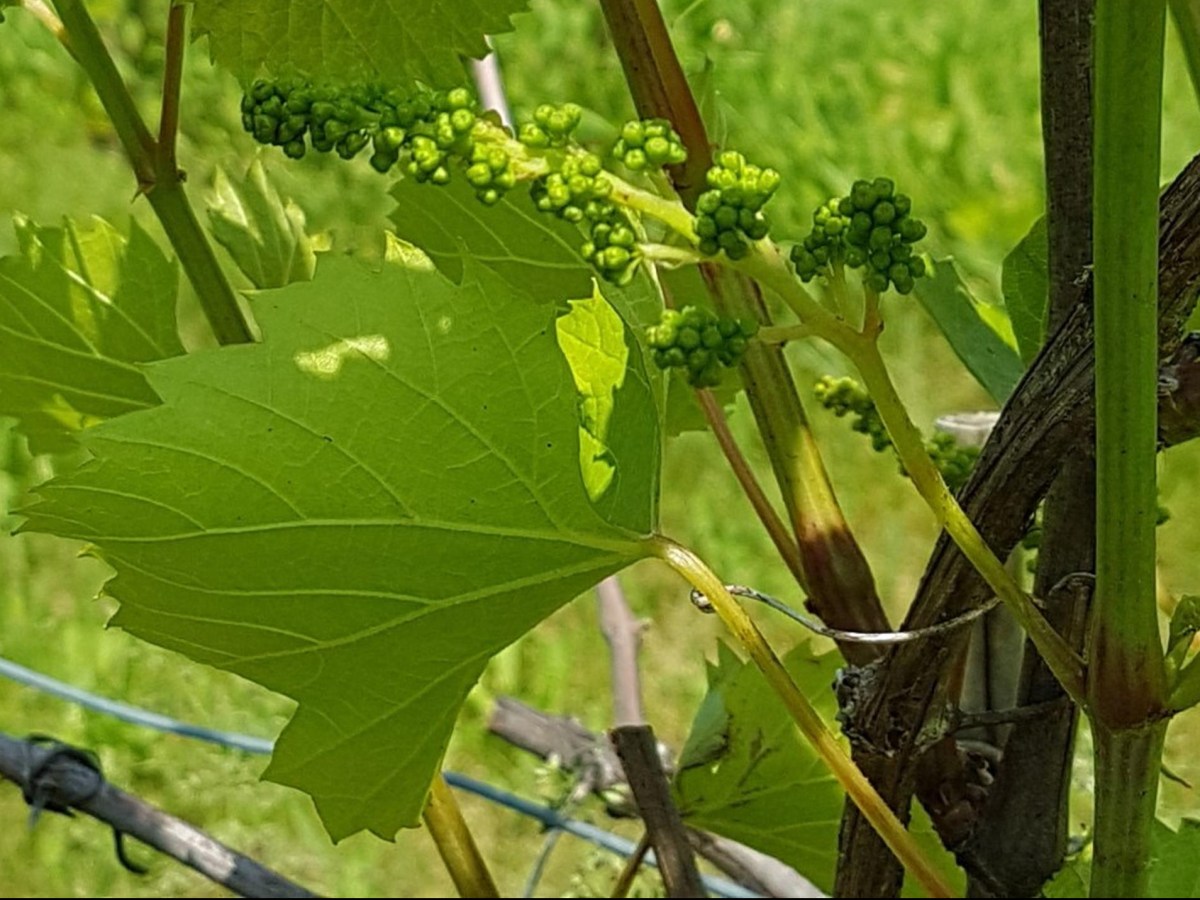 À la recherche de mon fromage…et du&nbsp;vin!
